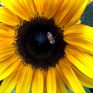 Sunflowers public domain helianthus annuus IMG 5225