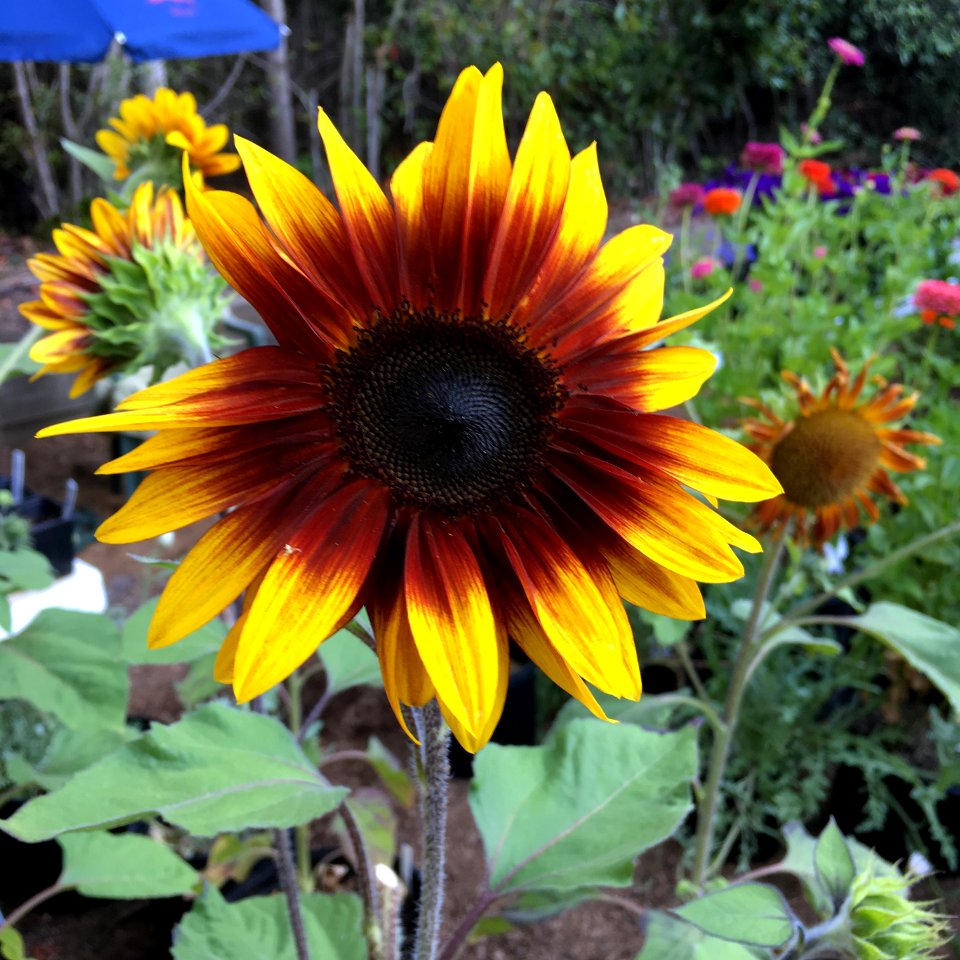 Sunflowers public domain helianthus annuus IMG 6944