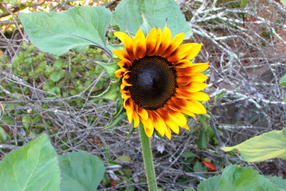 Sunflowers public domain helianthus annuus IMG 5315