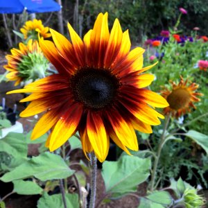 Sunflowers public domain helianthus annuus IMG 6945