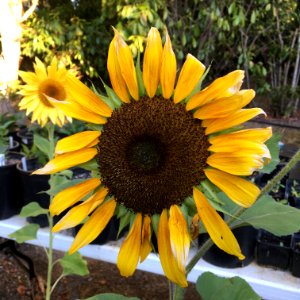 Sunflowers public domain helianthus annuus IMG 4796