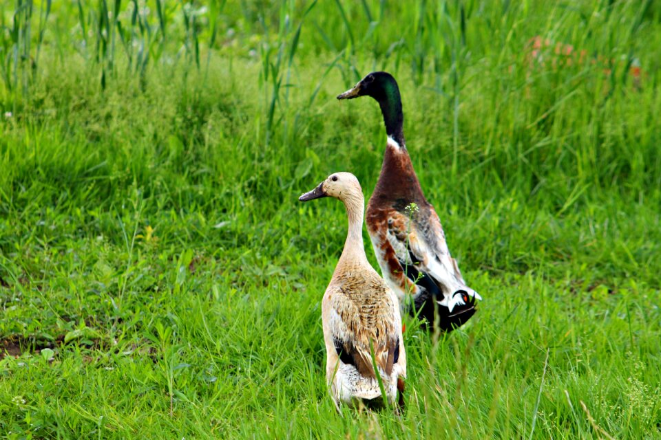 Farm duck winder kaca