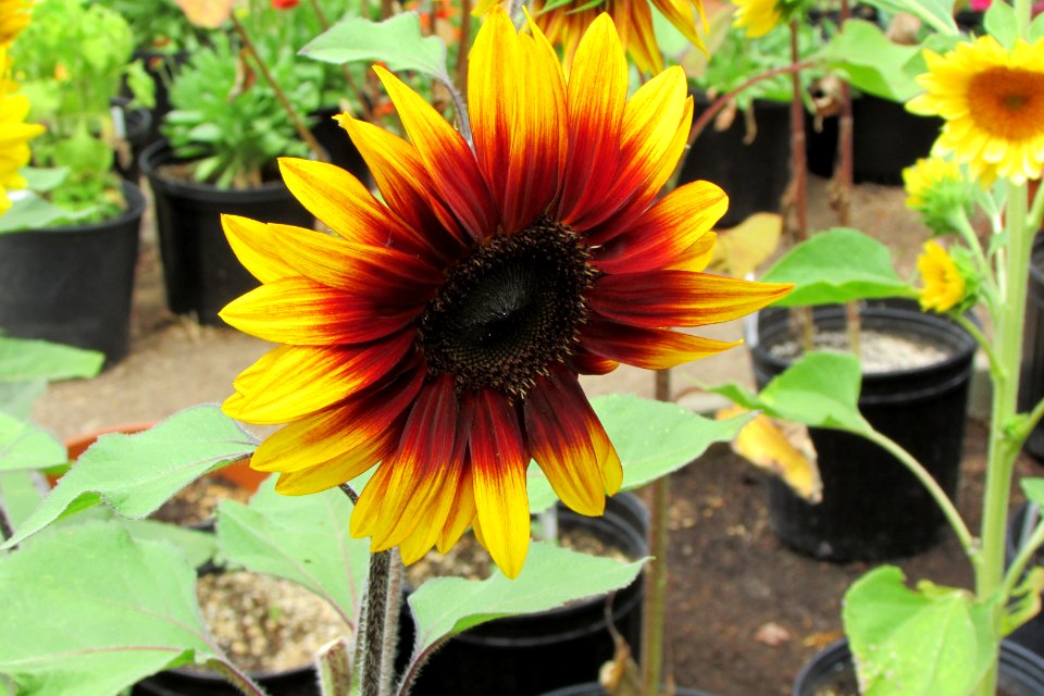 Sunflowers public domain helianthus annuus IMG 5606