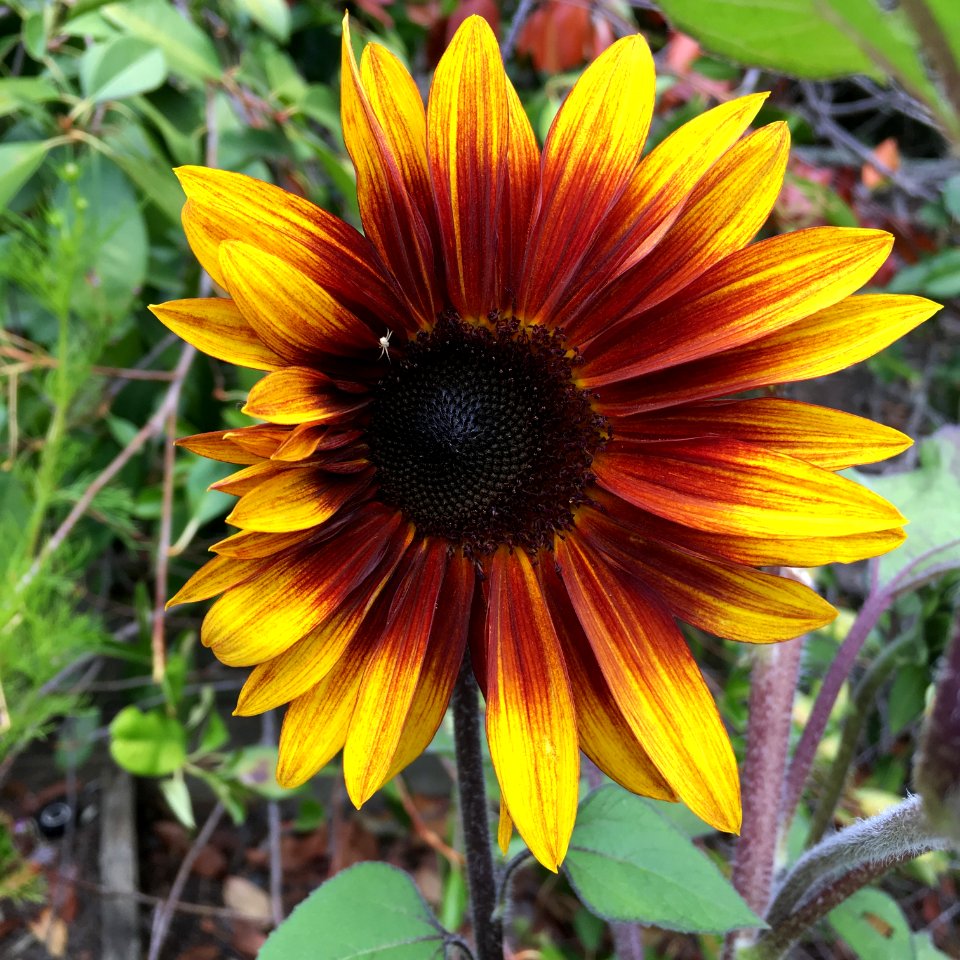 Sunflowers public domain helianthus annuus IMG 3088
