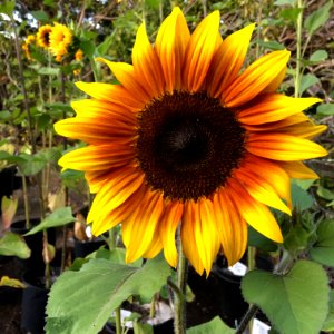 Sunflowers public domain helianthus annuus IMG 1167