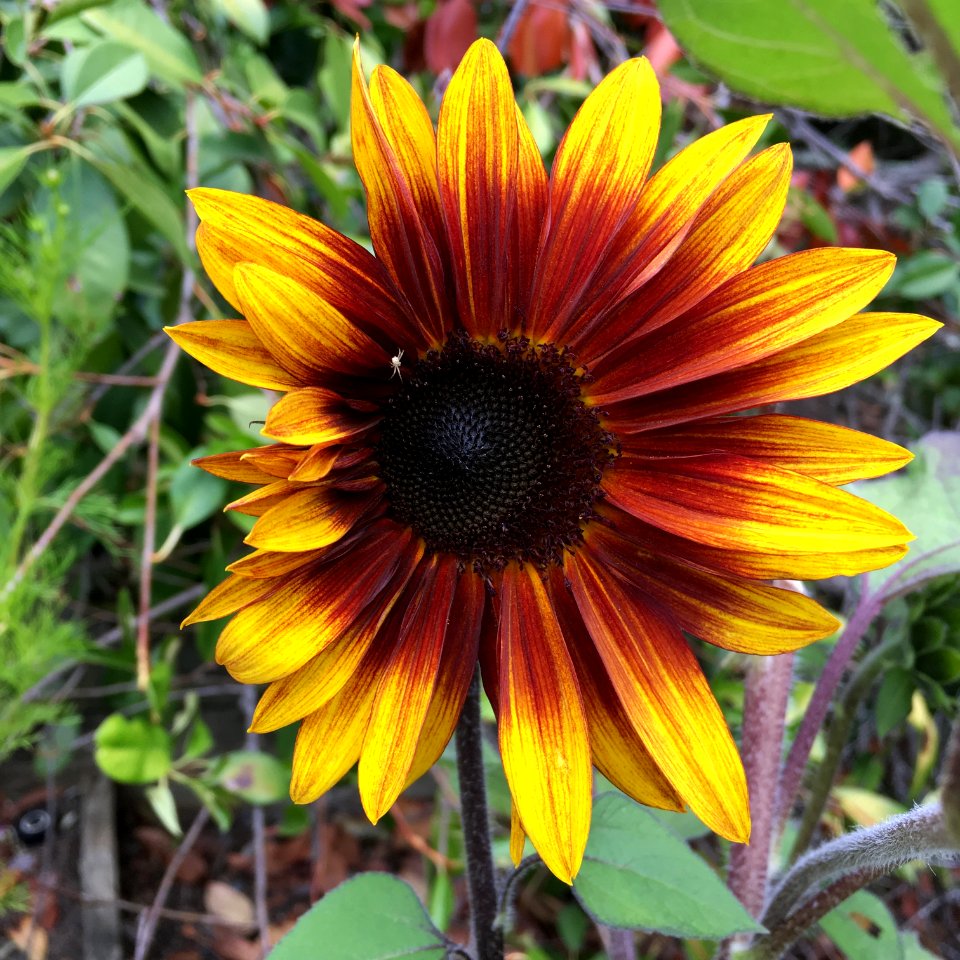 Sunflowers public domain helianthus annuus IMG 3087