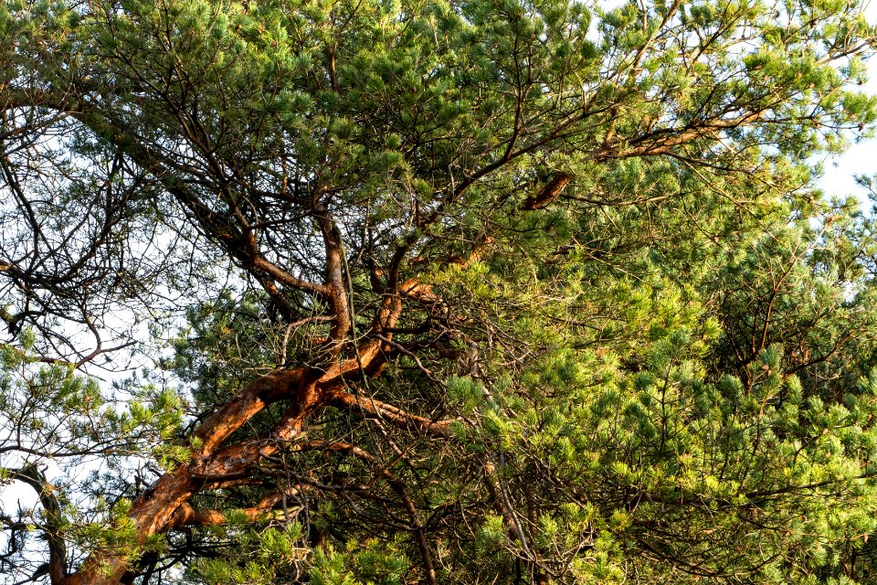 Sunlit pine branch