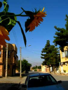 Sunflower in sidewalk front a house - alley in 17 shahrivar st - Nishapur 11
