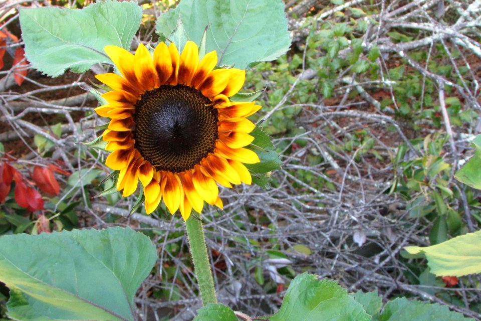 Sunflowers public domain helianthus annuus IMG 5319