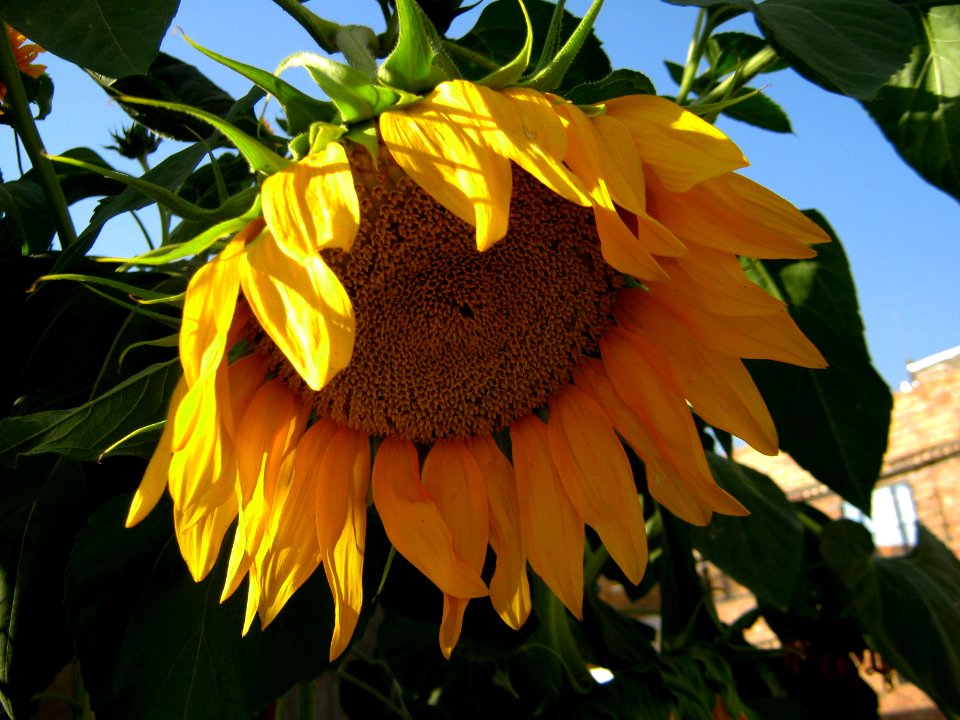 Sunflower in sidewalk front a house - alley in 17 shahrivar st - Nishapur 06