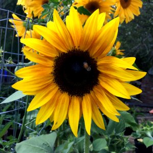 Sunflowers public domain helianthus annuus IMG 5221