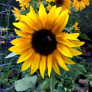 Sunflowers public domain helianthus annuus IMG 5220