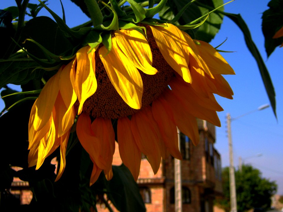 Sunflower in sidewalk front a house - alley in 17 shahrivar st - Nishapur 10