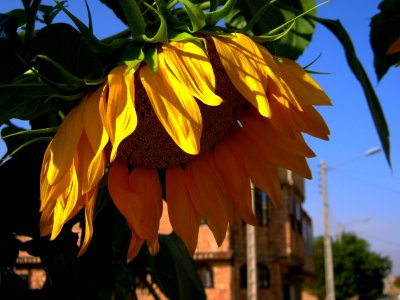 Sunflower in sidewalk front a house - alley in 17 shahrivar st - Nishapur 10
