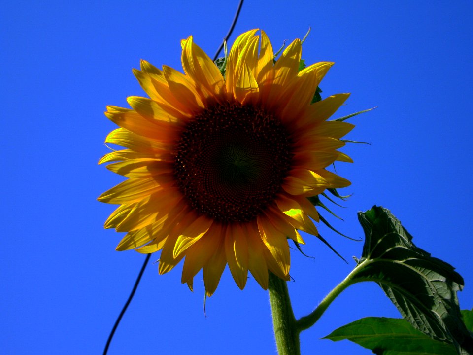 Sunflower in sidewalk front a house - alley in 17 shahrivar st - Nishapur 14