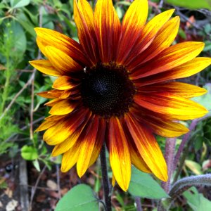 Sunflowers public domain helianthus annuus IMG 3086