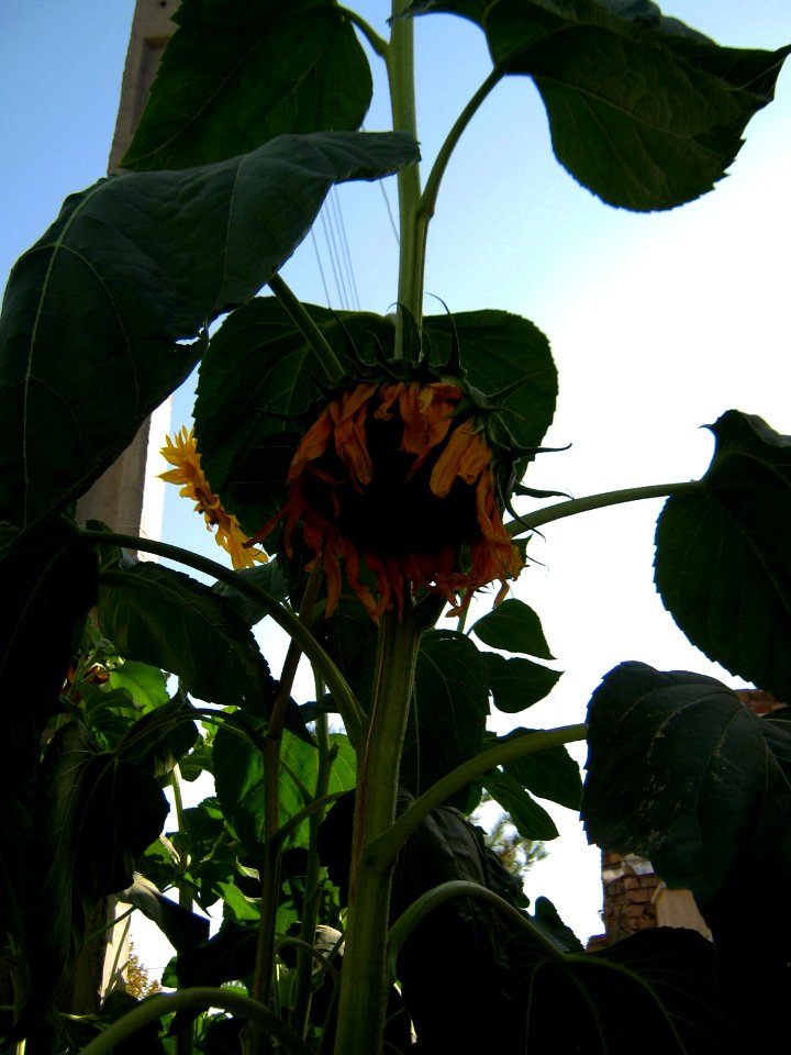 Sunflower in sidewalk front a house - alley in 17 shahrivar st - Nishapur 01