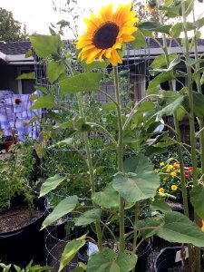 Sunflowers public domain helianthus annuus IMG 2398
