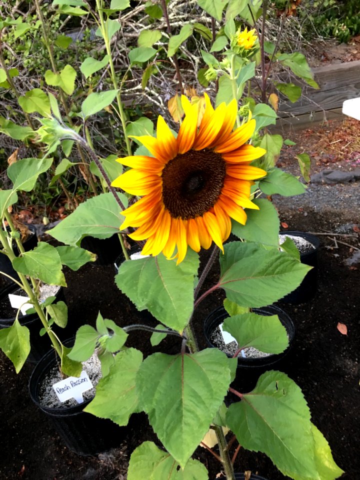 Sunflowers public domain helianthus annuus IMG 2464
