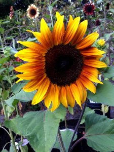 Sunflowers public domain helianthus annuus IMG 2470