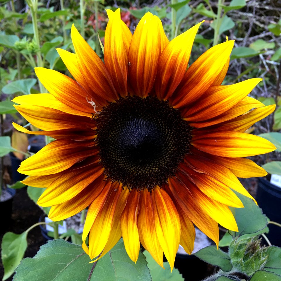 Sunflowers public domain helianthus annuus IMG 0436