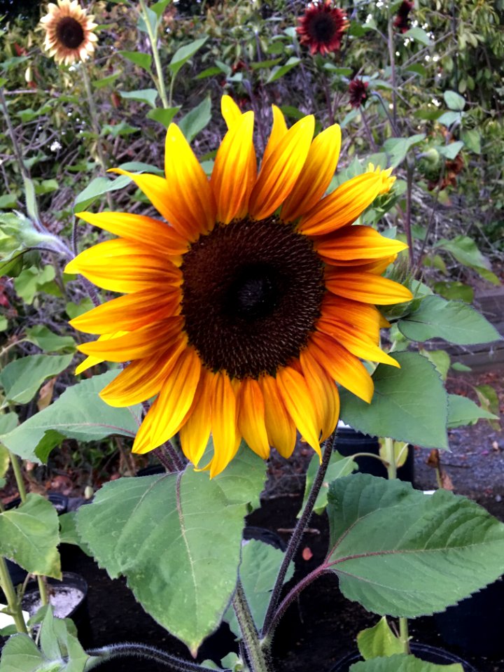 Sunflowers public domain helianthus annuus IMG 2468