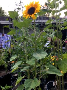 Sunflowers public domain helianthus annuus IMG 2400