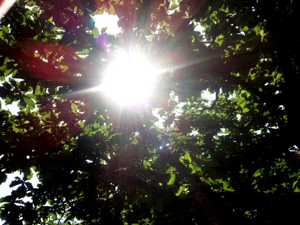 Sunlight streaming through the leaves of oak tree ()
