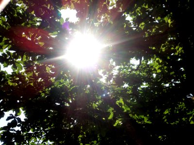 Sunlight streaming through the leaves of oak tree ()