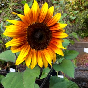 Sunflowers public domain helianthus annuus IMG 1179