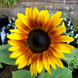 Sunflowers public domain helianthus annuus IMG 0783