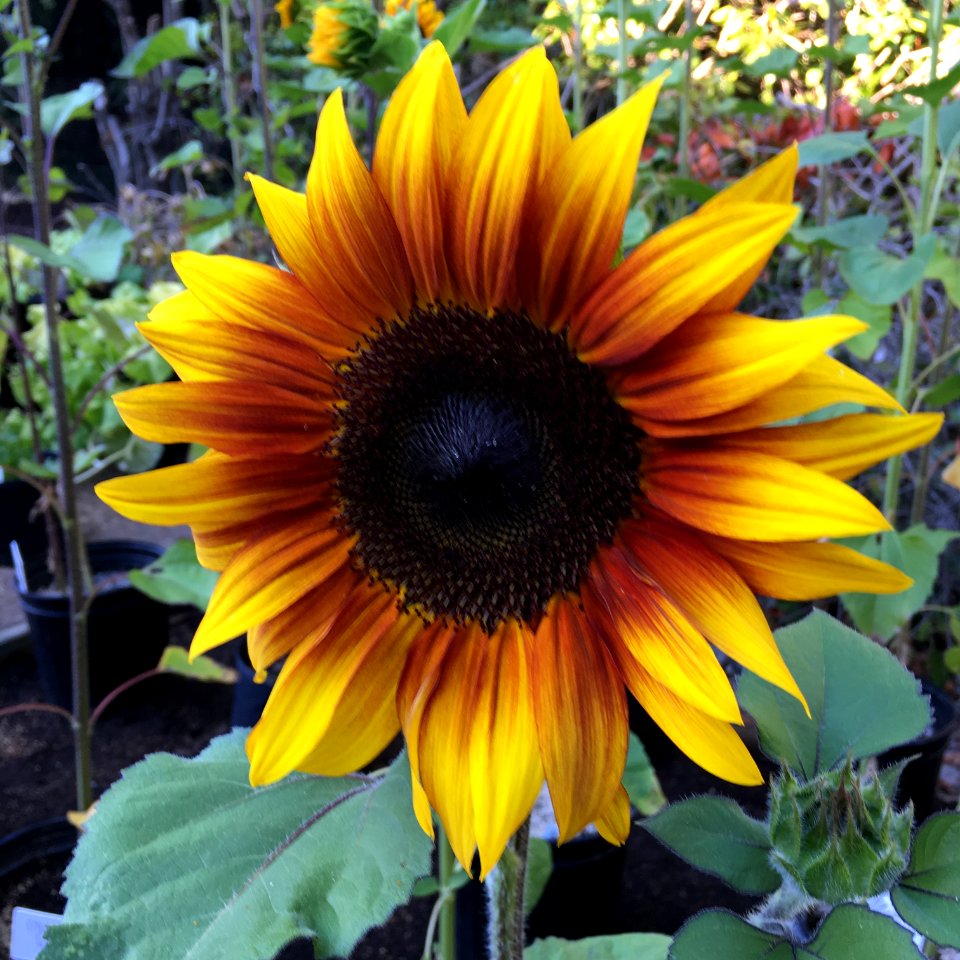 Sunflowers public domain helianthus annuus IMG 0776