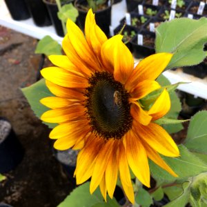 Sunflowers public domain helianthus annuus IMG 0815