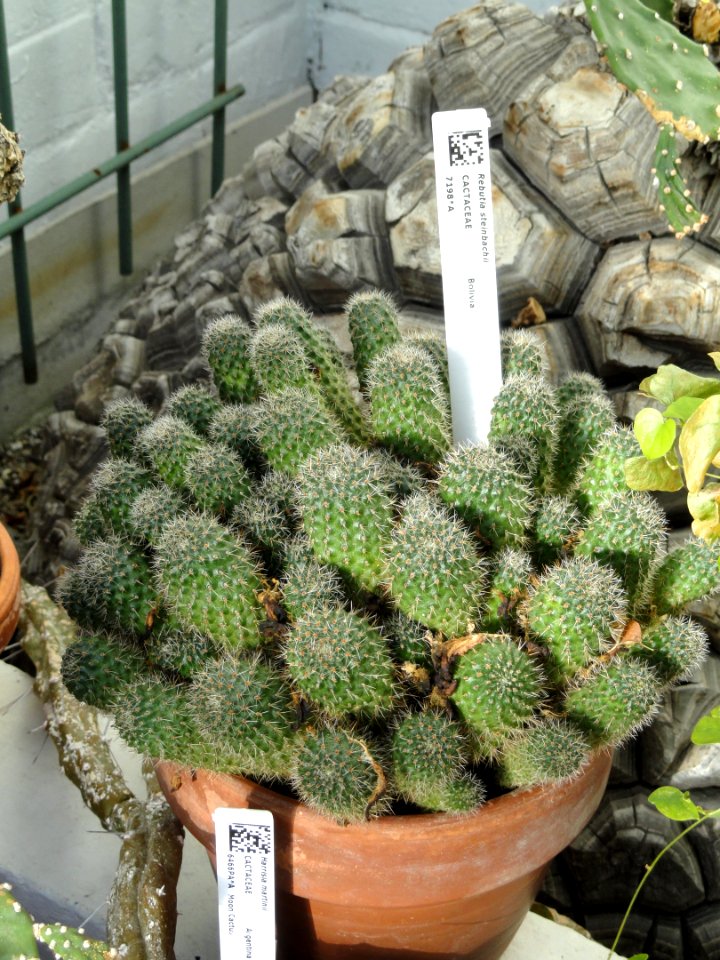 Sulcorebutia steinbachii (Rebutia steinbachii) - Lyman Plant House, Smith College - DSC04333