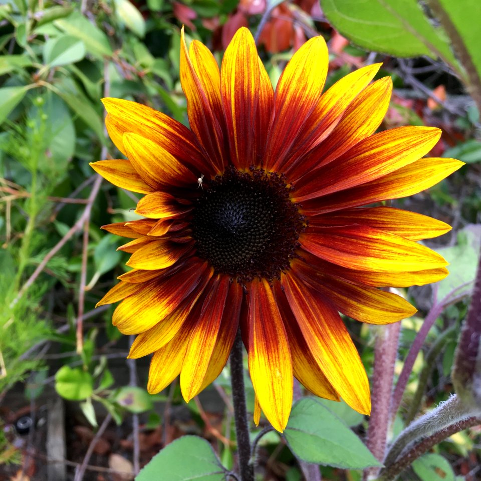 Sunflowers public domain helianthus annuus IMG 3089