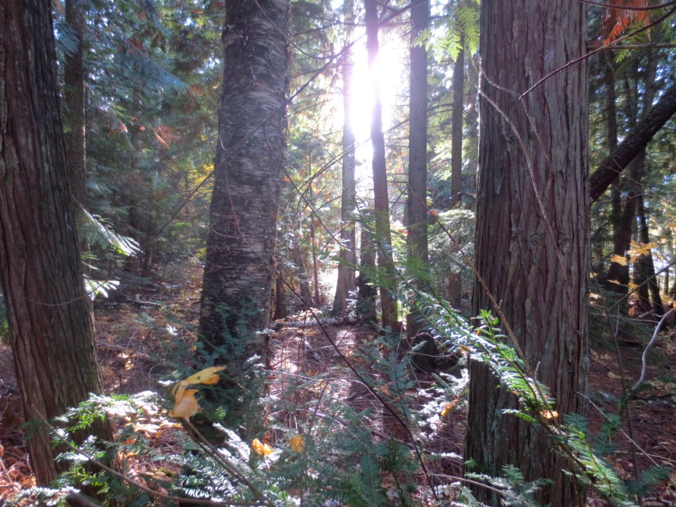 Sunlight filters through autumn forest at mara provincial park