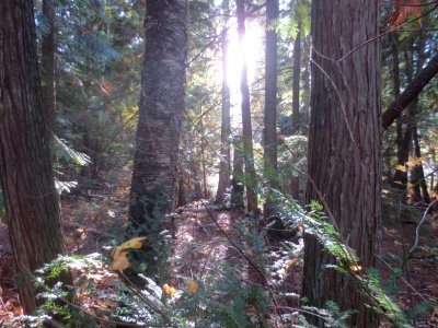 Sunlight filters through autumn forest at mara provincial park photo