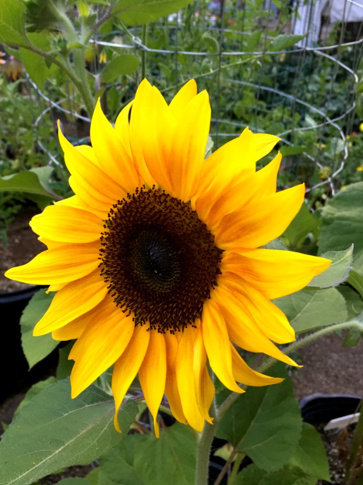 Sunflowers public domain helianthus annuus IMG 2218