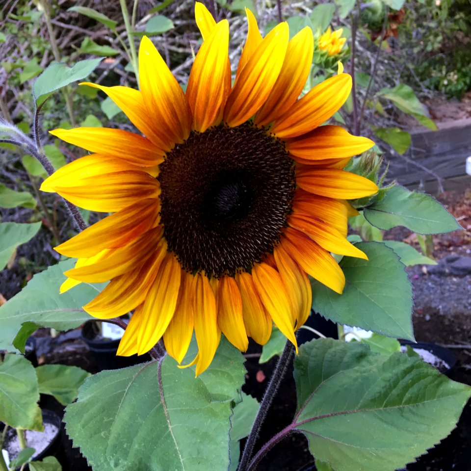 Sunflowers public domain helianthus annuus IMG 1964