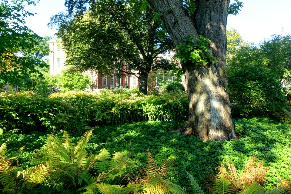 Sunken Garden - Radcliffe Yard - Cambridge, MA - DSC06441