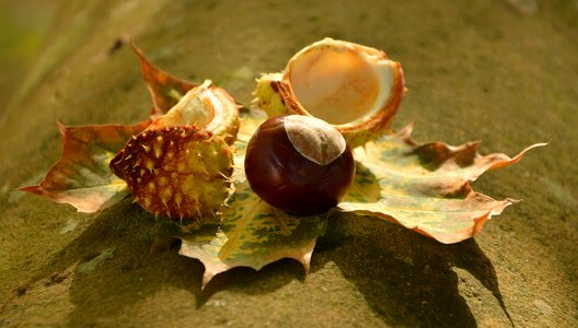 Leaves spur shell photo