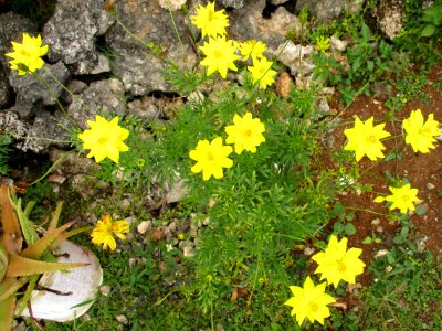 Sulfur cosmos (Cosmos sulphureus) habit 2