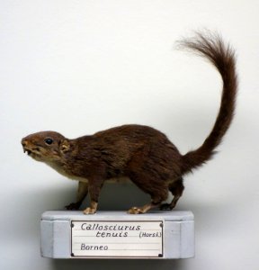 Sundasciurus tenuis (Callosciurus tenuis) - Museo Civico di Storia Naturale Giacomo Doria - Genoa, Italy - DSC02800