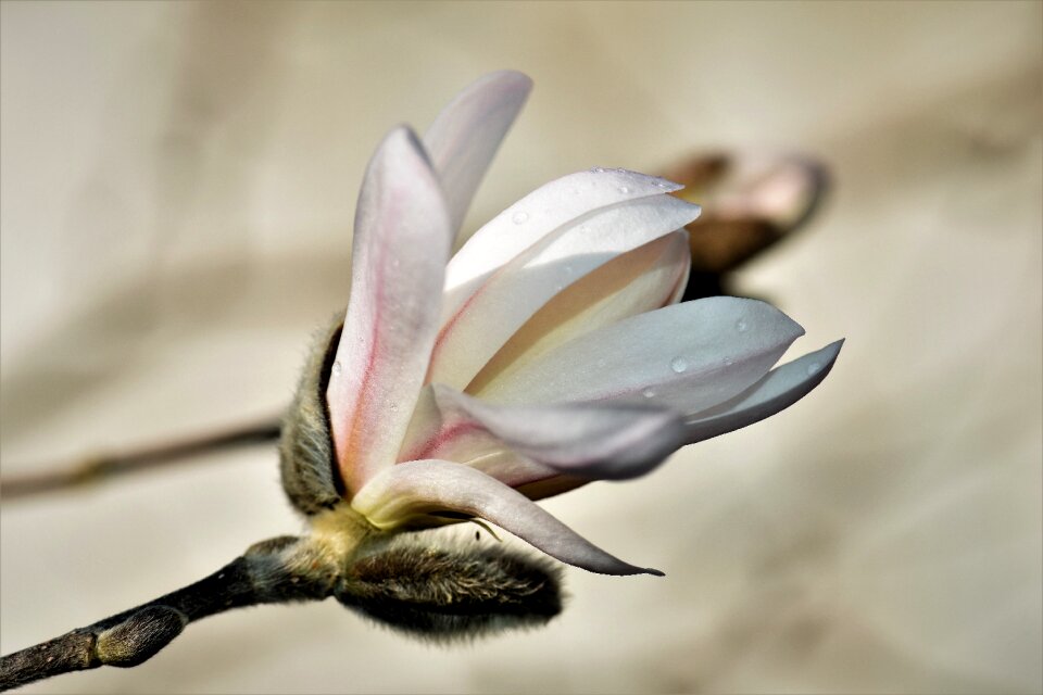 Blossom bloom bloom