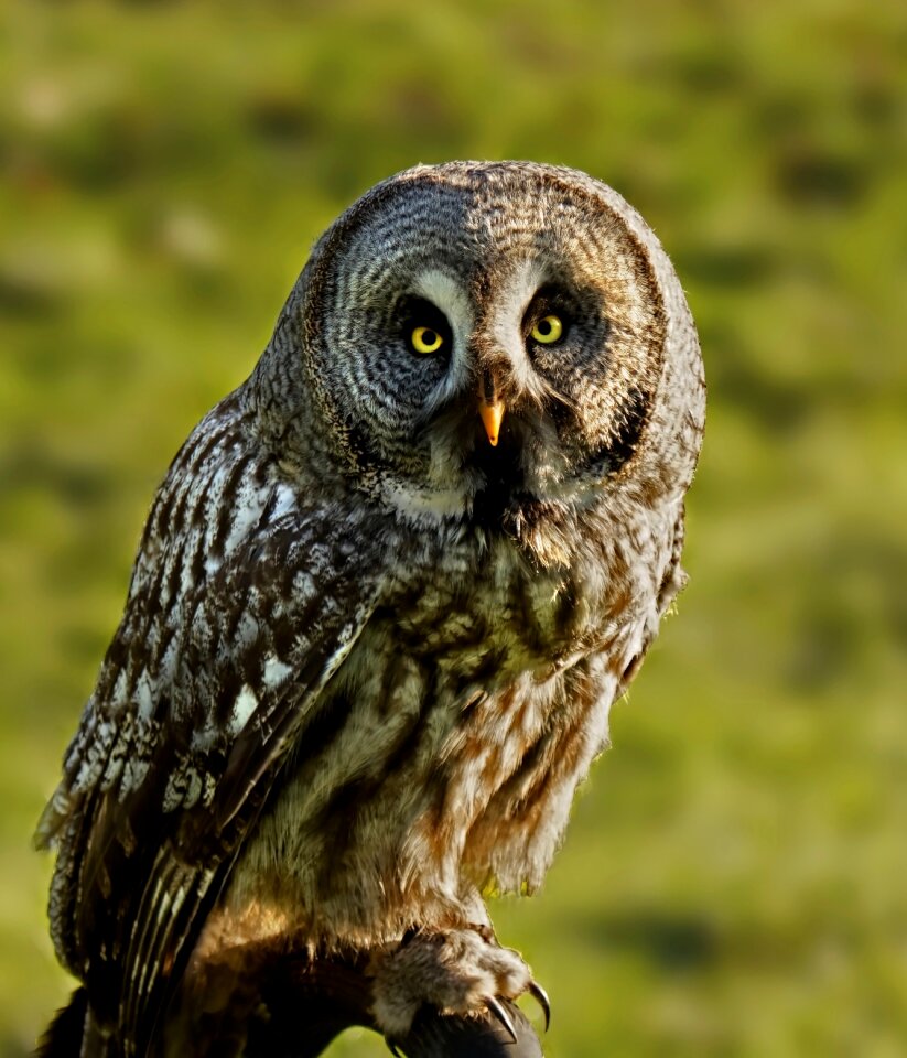 Owl raptor animal