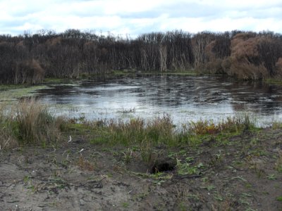 Sundown-Point-swamp-20160924-006