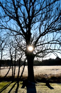 Sun in a tree in Brastad 1