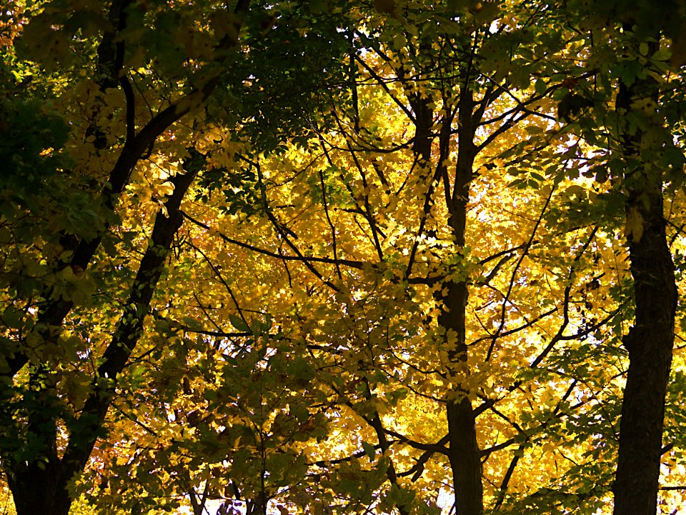 Sun Through Maple Leaves, Bird Park, Mount Lebanon, 2019-10-23, 02