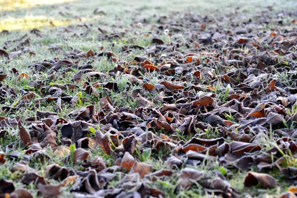 Cold grass the ground floor
