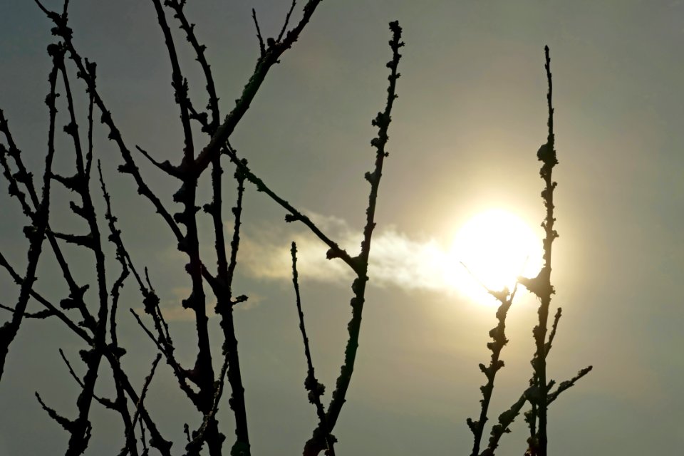 Sun with small cloud and cherry tree twigs